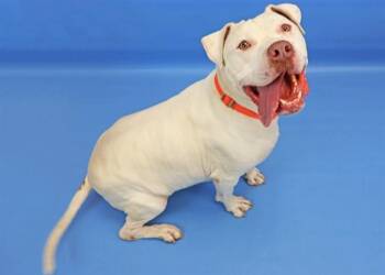 MAX -  Pit Bull Terrier Dog for Adoption in Colorado Springs, Colorado - MAX | PetCurious