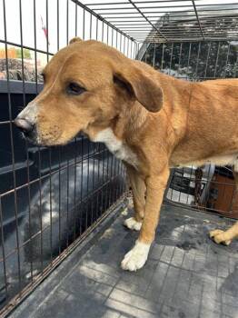 DONNY -  Labrador Retriever Dog for Adoption in San Antonio, Texas - DONNY | PetCurious
