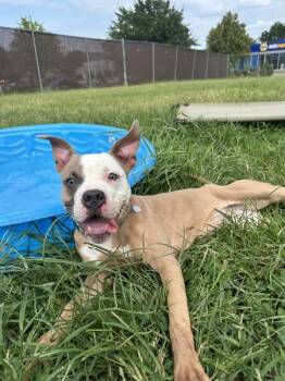 Saturday Special -  Pit Bull Terrier Dog for Adoption in Richmond, Virginia - Saturday Special | PetCurious