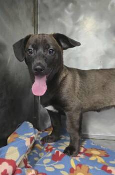 Rescue Mixed Breed Dogs for Adoption in Othello, Washington - Chrysallis | PetCurious