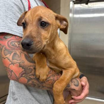 Shepherd Dogs Available for Adoption in Corpus Christi, Texas - Teddy | PetCurious