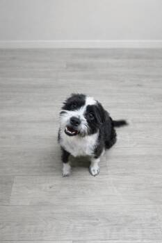 Terrier Dogs Available for Adoption - Rooster | PetCurious