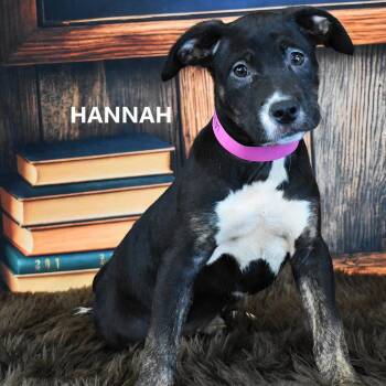 Suki -  Boxer and Border Collie Dog for Adoption in Yuma, Arizona - Suki | PetCurious