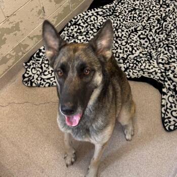 Petra -  Shepherd Dog Available for Adoption in Birmingham, Alabama - Petra | PetCurious