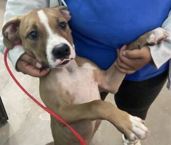 Mixed Breed Dogs Available for Adoption in Dallas, Texas - SPARKY | PetCurious