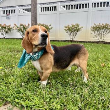 Brownie -  Hound Dog for Adoption in Canal Winchester, Ohio - Brownie | PetCurious