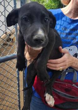 Great Dane and Mixed Breed Dogs Available for Adoption in Severance, Colorado - Jagger | PetCurious