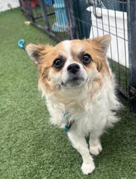 Rescue Mixed Breed Dogs for Adoption in Los Angeles, California - Martini | PetCurious
