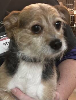 Rescue Terrier and Mixed Breed Dogs for Adoption in Spartanburg, South Carolina - Minnecoca | PetCurious