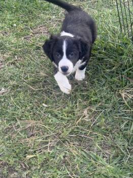 Minnie -  Labrador Retriever Dog for Adoption in The Woodlands, Texas - Minnie | PetCurious