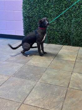 61486215 -  Mixed Breed Dog for Adoption in El Paso, Texas - 61486215 | PetCurious