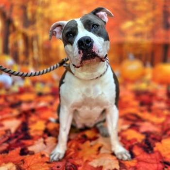 Rescue Pit Bull Terrier Dogs for Adoption in Long Beach, California - PEACH | PetCurious