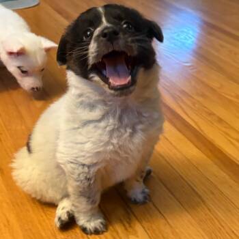 Mixed Breed Dogs Available for Adoption in Buffalo, Minnesota - Ankylosaurus | PetCurious