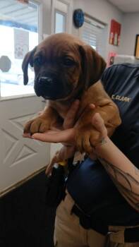 Mountain Cur Dogs Available for Adoption - Aubrey | PetCurious