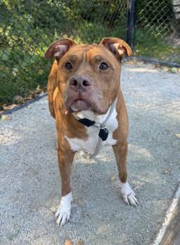 Rescue Pit Bull Terrier Dogs for Adoption in Philadelphia, Pennsylvania - Kip | PetCurious