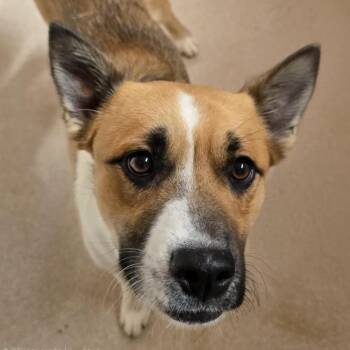 Shiloh -  Shepherd and Mixed Breed Dog for Adoption in Kanab, Utah - Shiloh | PetCurious