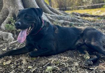 Labrador Retriever and Pit Bull Terrier Dogs Available for Adoption - Urgent Adopt Oreo!!! | PetCurious