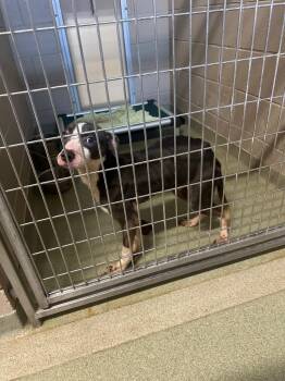 Shadow -  Mixed Breed Dog for Adoption in Gallatin, Tennessee - Shadow | PetCurious