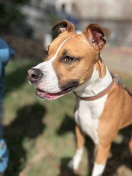 Rescue Boxer Dogs for Adoption in Houston, Texas - Giorgio | PetCurious