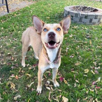 Athena -  Siberian Husky and Mixed Breed Dog for Adoption in Tomah, Wisconsin - Athena | PetCurious