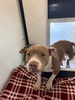 American Bulldog Dogs Available for Adoption - SARAH | PetCurious