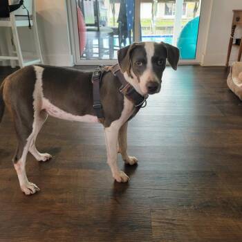 Clover -  Mixed Breed Dog for Adoption in Merritt Island, Florida - Clover | PetCurious