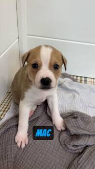 Mac -  Pit Bull Terrier and Cattle Dog Dog for Adoption in Gilberts, Illinois - Mac | PetCurious