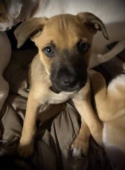 Rescue Mixed Breed Dogs for Adoption in Lake View, New York - Fruit Loops | PetCurious