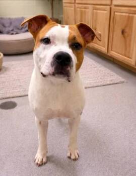 American Staffordshire Terrier Dogs Available for Adoption - Nico | PetCurious