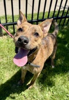 George Michael -  Shepherd Dog Available for Adoption in Buffalo, New York - George Michael | PetCurious