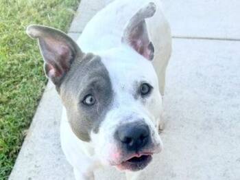 Joe Jonas -  Mixed Breed Dog for Adoption in Georgetown, Texas - Joe Jonas | PetCurious