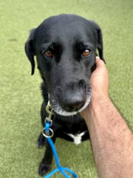 Mixed Breed Dogs Available for Adoption in Wichita, Kansas - Birdy | PetCurious