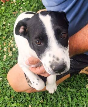 Sadie -  Hound Dog for Adoption in Albany, New York - Sadie | PetCurious