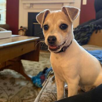 Birdie -  Chihuahua and Hound Dog for Adoption in Fountain Hill, Pennsylvania - Birdie | PetCurious