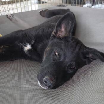 Mixed Breed Dogs Available for Adoption in Park City, Utah - Scout | PetCurious
