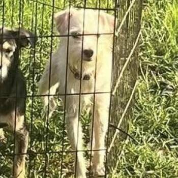 Lucky -  Terrier Dog for Adoption in Prospect, Kentucky - Lucky | PetCurious