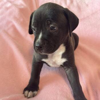 Justice Pup - Case -  Labrador Retriever and Terrier Dog for Adoption in San Diego, California - Justice Pup - Case | PetCurious