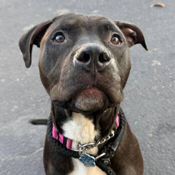 Rook -  Mixed Breed Dog for Adoption in Patchogue, New York - Rook | PetCurious