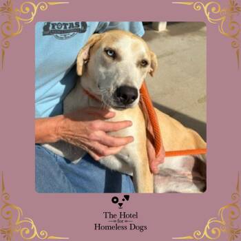 Bailey -  Labrador Retriever and Terrier Dog for Adoption in Cumberland, Rhode Island - Bailey | PetCurious
