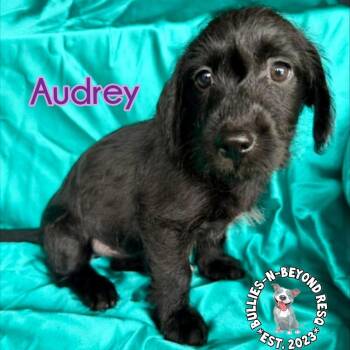 Terrier and Poodle Dogs Available for Adoption - Hollywood Litter: Audrey | PetCurious