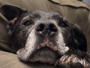 Jv Litter Zena (mom) -  Pit Bull Terrier and Labrador Retriever Dog for Adoption in Livonia, Michigan - Jv Litter Zena (mom) | PetCurious