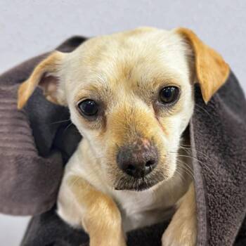 Chihuahua Dogs Available for Adoption in Rochester, Minnesota - Marvin | PetCurious