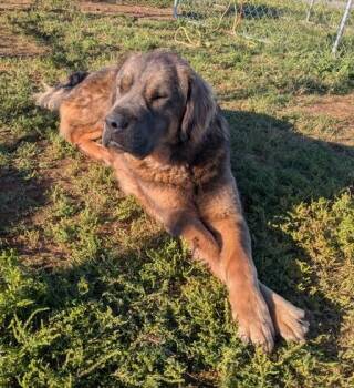Anatolian Shepherd and Mastiff Dogs Available for Adoption in Folsom, California - Bear | PetCurious