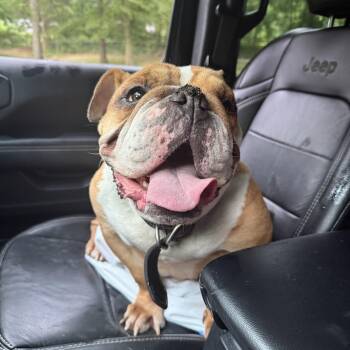 Reba -  American Bulldog Dog for Adoption in Milford, Ohio - Reba | PetCurious