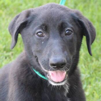 Mary Ann -  Labrador Retriever Dog for Adoption in Eaton, Ohio - Mary Ann | PetCurious