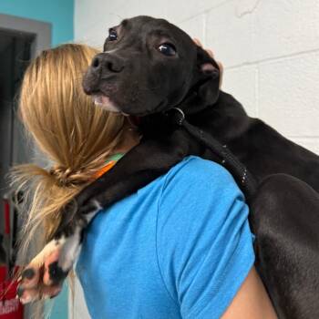 Terrier Dogs Available for Adoption - Arby | PetCurious