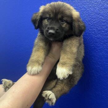 Great Pyrenees Dogs Available for Adoption in Waco, Texas - Douglas Fir | PetCurious