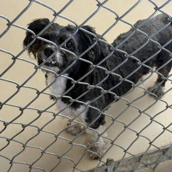 Boomer 260368 -  Shih Tzu and Mixed Breed Dog for Adoption in Gladstone, Michigan - Boomer 260368 | PetCurious