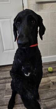Rescue Labradoodle Dogs for Adoption in Hoopeston, Illinois - Daffy Dill (and Theo) | PetCurious