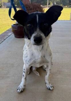Flip -  Mixed Breed Dog Available for Adoption in Taycheedah, Wisconsin - Flip | PetCurious